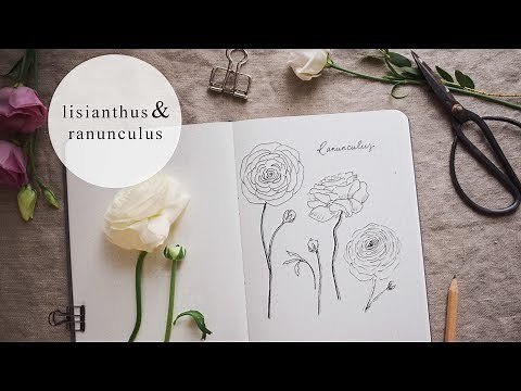 Botanical Illustration | Ranunculus + Lisianthus