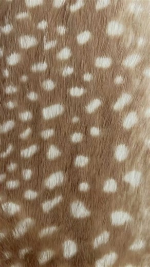 #🎼 || she’s the 2nd prettiest after my gf #demitrakalogeras #mod #wlw #freaky 🦌❕