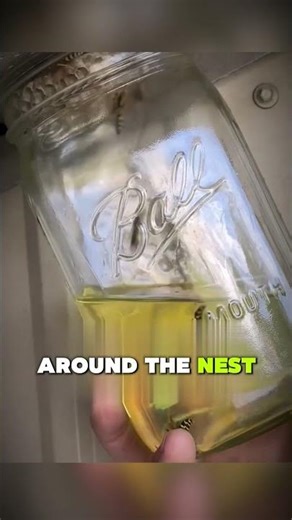 Get Rid of Wasps Easily!🐝