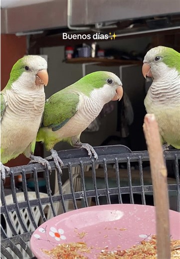 Las mañanas de Titi, Lolo, Rubí y Perla✨❤️#cotorrasargentinas #cotorra #lorito #argentina #loritoquehabla😍