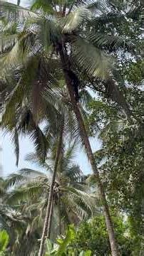 Coconut tree climbing using machine