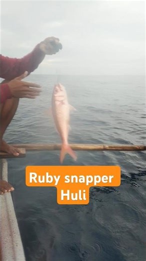 Ruby snapper #fishing #rubysnapper