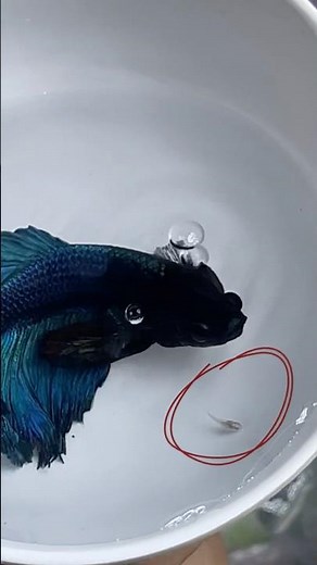 BETTA FISH 🐠 KA BABY 🐣 || betta fish giving birth #bettafish #aquarium #petsvlog #petfish #fish