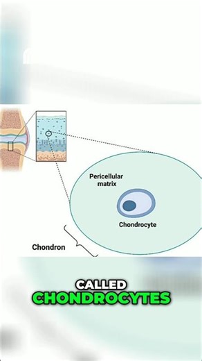 What Cells Help Stimulate Cartilage Growth?