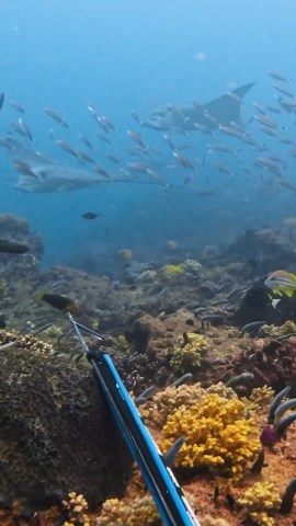 Spearfishing Cobia from Eagle Rays