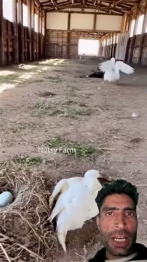 duck attack 😮 #funny #wildliferescue #kingcobra
