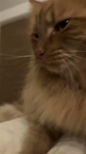 Loud Purring When Mommy Pets Pumpkin 😼 #cat