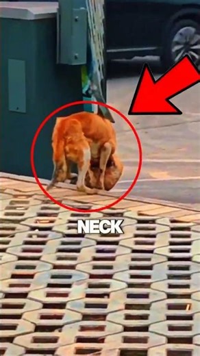 We rushed it to the hospital, A dog struggling on the road. #wholesomeanimals