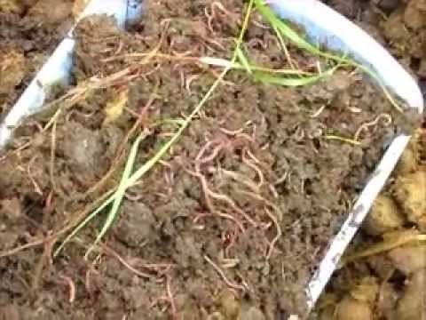 How to find your own supply of free redworms