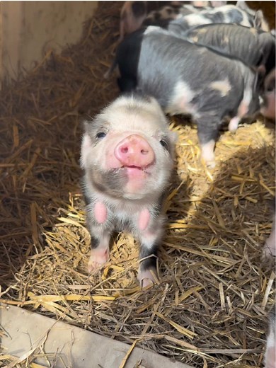 Adorable Baby Kunekune Piglet
