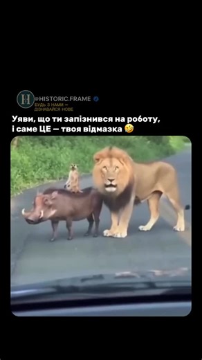 Універсальний паблік №1 on Instagram: "Публікація демонструє відео з автомобільного реєстратора, на якому персонажі «Короля Лева» — Сімба, Пумба та Тімон — переходять приміську дорогу, і це подається як жартівлива відмовка за запізнення на роботу. Мультфільм є культовим, тож поява його героїв у реальному житті викликає щиру посмішку та приємну ностальгію. Цей неочікуваний момент перетворює звичайну дорогу на маленьку сцену дитячих спогадів: ніби на мить рутина поступається місцем магії. Адже так