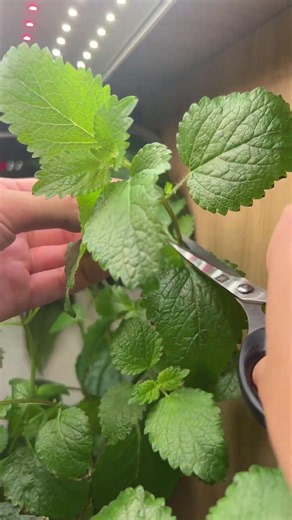 如何收割薄荷檸檬香蜂草