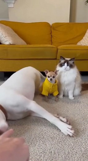 Mini Madness on Reels