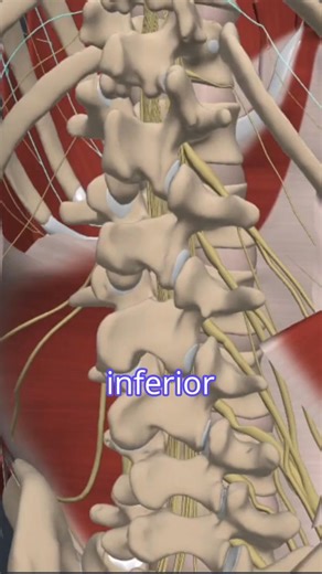 108K views · 1.6K reactions | This short clip from the Lumbar Spine Anatomy course reveals the intricate network of nerves branching from the lumbar plexus. Primal Pictures 3D Anatomy & Physiology #LumbarPlexus #SpinalAnatomy #LowerLimbNerves #PhysiopediaPlus #Neuroanatomy #Physiotherapy #ClinicalEducation #MusculoskeletalCare #AnatomyInsights #MedicalLearning | Physiopedia | Facebook