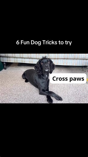 Which trick is the cutest? 🤭 Here are 6 fun dog tricks you can try at home! #spaniel #cutedog #dogtricks #fyp #foryou