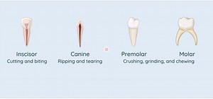 Mechanical Digestion | LC Biology | Studyclix Boost