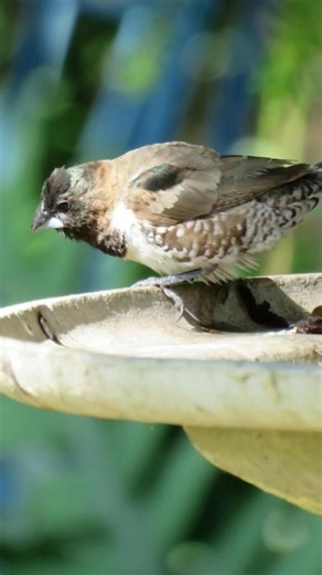 Splish Splash in the Bird Wash #shorts #katzenaufyoutube