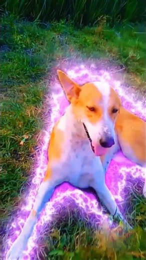 🐶 Dog editz dangerous #tiktokeffects #swag #editingtutorial