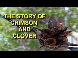 Hummingbird Nest Documentary: Heartbreaking Story of Two Hummingbird Babies