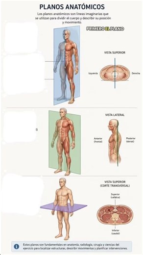 What EVERYONE gets wrong about anatomical planes 😱