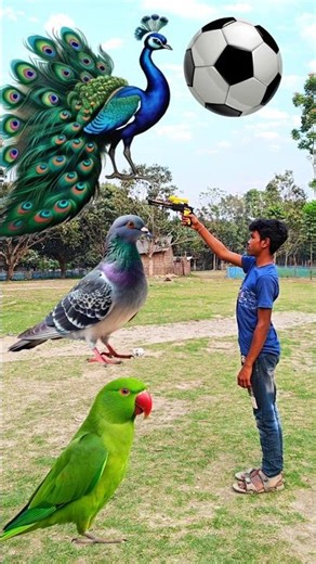 Rounding coconuts to Duck, Peacock, Pigeon & Parrot - Birds names magic video