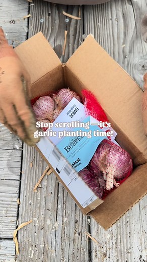 龍 Stop scrolling — it’s garlic planting time!  Here’s how to plant...