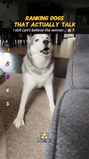 Ranking Dogs That Actually Talk #Shorts #USA #FunnyDogs