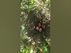 Egg Bird Growth wildbirdlife babyanimal cute birdlife babybird wildlife birdnest nature