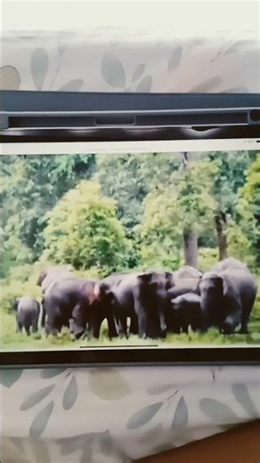 Asian Elephant Trumpets Sound Effects