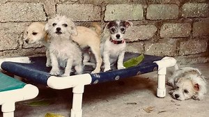 Seattle matchmaker for dogs pairs people with the perfect pooch