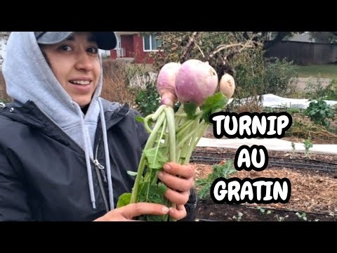 Growing and Cooking PURPLE TOP TURNIPS: Turnip Au Gratin Recipe