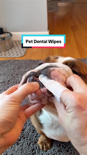 Easy way to brush your dogs teeth. The little. Unbiased really help give a good scrub. #dogteethcleaning #petteethcleaning #fingerwipes #dentalwipes #tiktokshopcreatorpicks