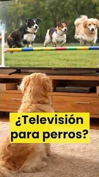 Sobre televisión para perros