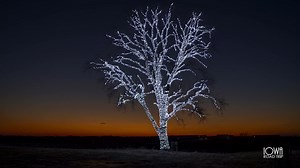 290K views · 6.9K reactions | POET Tree in Hanlontown, Iowa has over 80,000 lights on one single tree. | Iowa Road Trip | Facebook