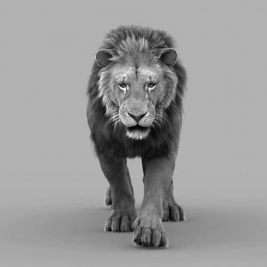 WIP - lion walking loop