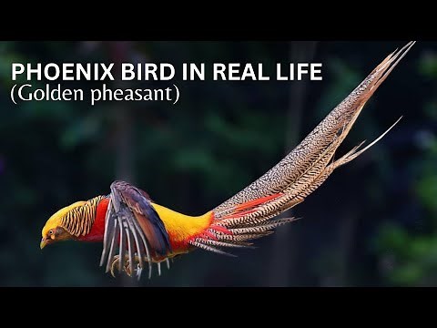 Animal Wildlife | phoenix bird in real life : the golden pheasant