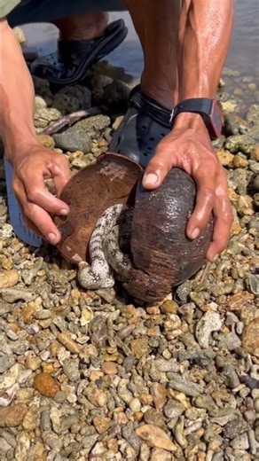 🐙 Hidden Octopus Found Inside a Coconut Shell! 😱🌊 #fishingvideo #fishing #fish #hugefish #shorts