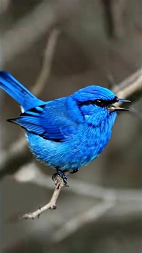 This Cute Blue Bird’s Song Is Pure Happiness 😍🐦