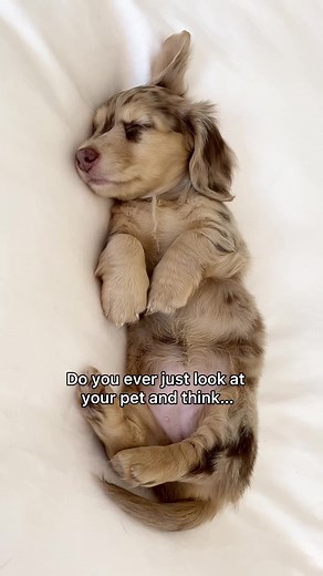 the most perfect pup🥹 #dachshund #puppy #dappledachshund