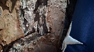 If the stereotypes the Japanese love us for and the gay Europeans hate is true. Then that means we are absolutely winning. Keep projecting our culture brothers.