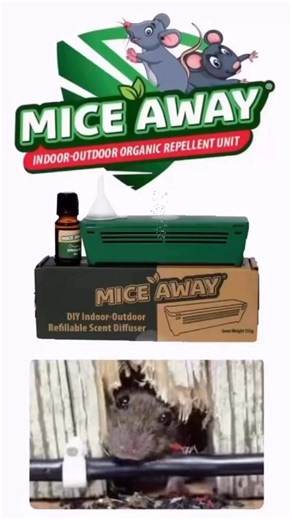 Did you know that most Insurance Companies don't cover Rodent Damage to Property! Is your Home & Property Mice Away® Protected? Visit https://vitallivingearth.com/products/n-6-x-unit-6-x-10ml-bottle-product-available-in-september-mice-away®-diy-indoor-outdoor-refillable-scent-diffuser-includes-10ml-organic-essential-peppermint-oil-mentha-piperita | Vital Living Earth