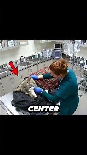 HE SAVED a Wolf Trapped Under Ice. What Happened Next is Unbelievable! pt.1 🐺❄️ #shorts