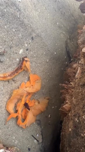 🌊 LAST WEEKEND’S KING TIDES IN LA JOLLA RAISED CONCERNS 🌊 The King Tide low tide last weekend brought huge crowds to La Jolla’s tide pools, but videos of people stepping on and mishandling marine life have sparked concern among locals and conservation groups. 🐚 Tide pools are living ecosystems - please look, don’t touch. 👣 Watch where you step. 🎥 @camystery #KingTides #LaJolla #SanDiegoNews #TidePools #ProtectMarineLife | The Best of San Diego