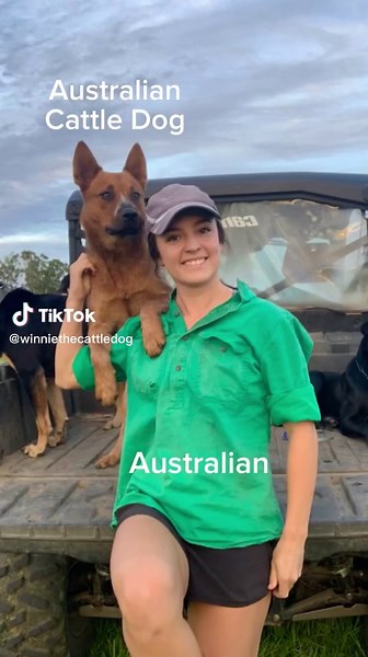 Are Texas Heelers Aggressive? Exploring the Bond Between Dogs and Their Best Friends