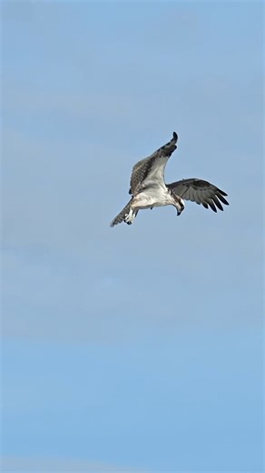 1.5M views · 40K reactions | 1 Bird 2 Worlds - How the Osprey Rules...