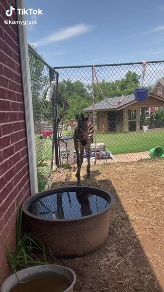 Adorable Zebra Moments: Cute Animal Compilation