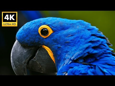 HYACINTH MACAW 4K HDR: Stunning Blue Parrot in Cinematic Ultra HD | 4K Nature TV Demo