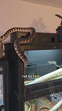 Leaving a Scent Trail for My Black Headed Python