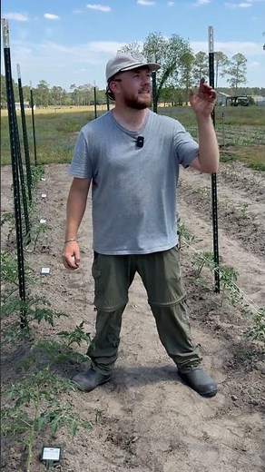 Trellis your tomatoes the right way. Here’s how we do it at Grow Hoss. #growhoss #floridaweave