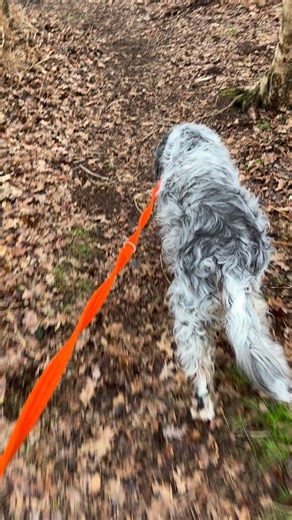 Afternoon walkies in our woods. We’re trained to stop at the top of the steep bits so that Mumma and Dad don’t get dragged down 🤣 | The Daily Hobson